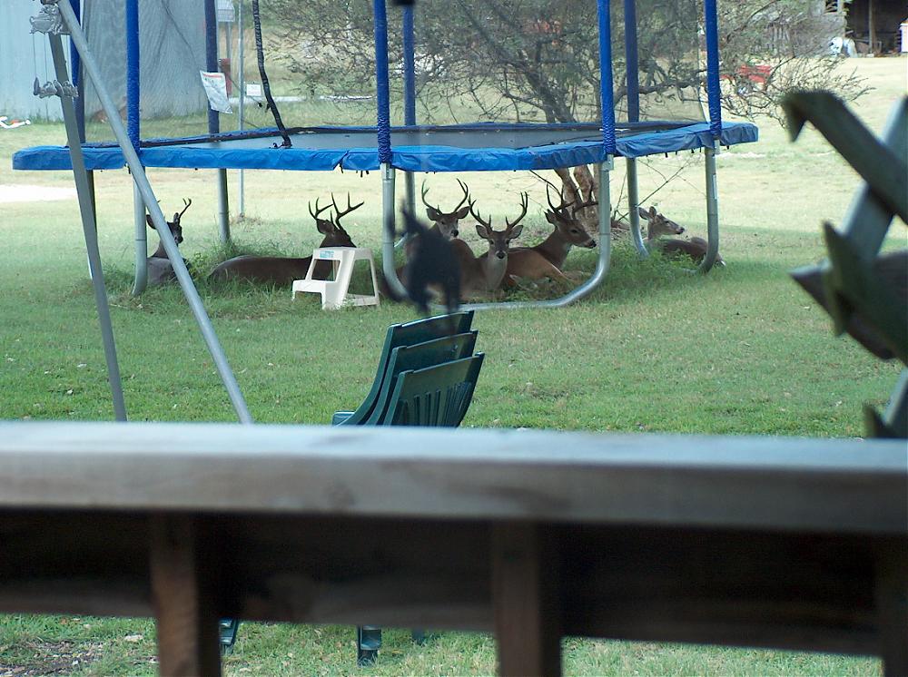 Why Trampolines Are Dangerous